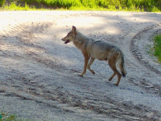 Eine Wolfsdame - auch Fähe genannt - wurde von einer Fotofalle der Forstlichen Versuchs- und Forschungsanstalt (FVA) auf dem Gebiet der Gemeinde Schluchsee festgehalten. 