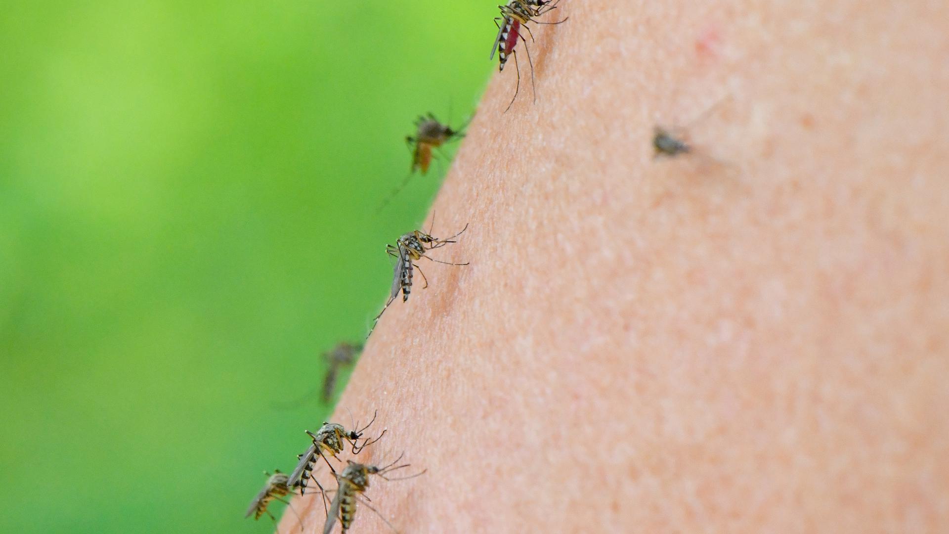 Mehrere Mücken der Art Aedes vexans sind auf dem Arm einer Frau zu sehen. (zu dpa: "Sommer-Fakten gecheckt: Zwischen eiskalter Limo und dunkler Kleidung") +++ dpa-Bildfunk +++