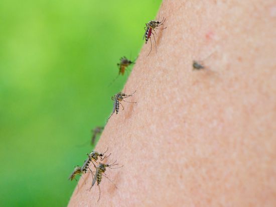 Mehrere Mücken der Art Aedes vexans sind auf dem Arm einer Frau zu sehen. (zu dpa: "Sommer-Fakten gecheckt: Zwischen eiskalter Limo und dunkler Kleidung") +++ dpa-Bildfunk +++