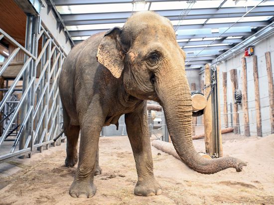 Blickgang: Elefantenkuh Saida kam aus dem Leipziger Zoo und lebt nun in der Altersresidenz des Karlsruher Zoos. 