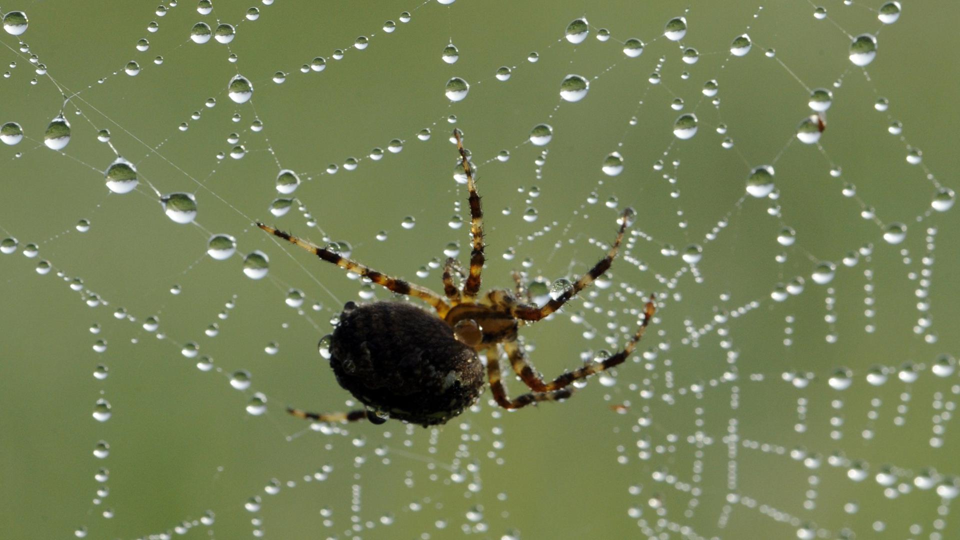 Eine Spinne sitzt am Donnerstag (23.09.2010) bei Geisingen (Landkreis Tuttlingen) in einem Spinnennetz, das mit Tautropfen überzogen ist. Foto: Patrick Seeger dpa/lsw +++(c) dpa - Bildfunk+++