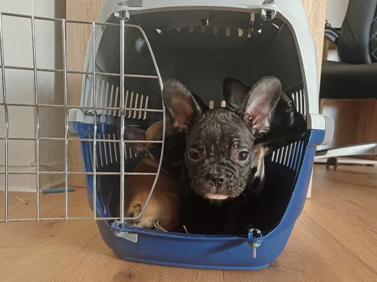 Kleine französische Bulldoggen-Welpen sind in einer Wohnung in Köln-Kalk in einer kleinen Transportbox zu sehen. In einer Wohnung in Köln wurden 16 Hundewelpen sichergestellt. (zu dpa: «Polizei stellt 16 Hundewelpen in Kölner Wohnung sicher»)