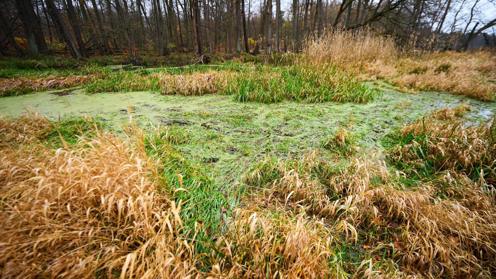 Die Wasserfläche im Moor an der Rehwiese ist grün bewachsen. Bundesumweltministerin Steffi Lemke (Grüne) will mehr für den Moorschutz in Deutschland erreichen, als das bislang der Fall ist. «Ich würde mir wünschen, dass wir bei der Wiedervernässung und Renaturierung von Moorlandschaften schneller vorankommen. +++ dpa-Bildfunk +++