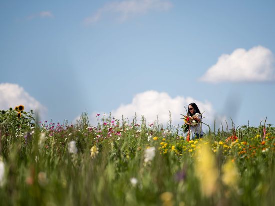 Eine Frau geht am 06.08.2017 bei Maulbronn (Baden-Württemberg) über ein Feld mit Blumen zum selber pflücken im Arm. Foto: Sebastian Gollnow/dpa +++(c) dpa - Bildfunk+++