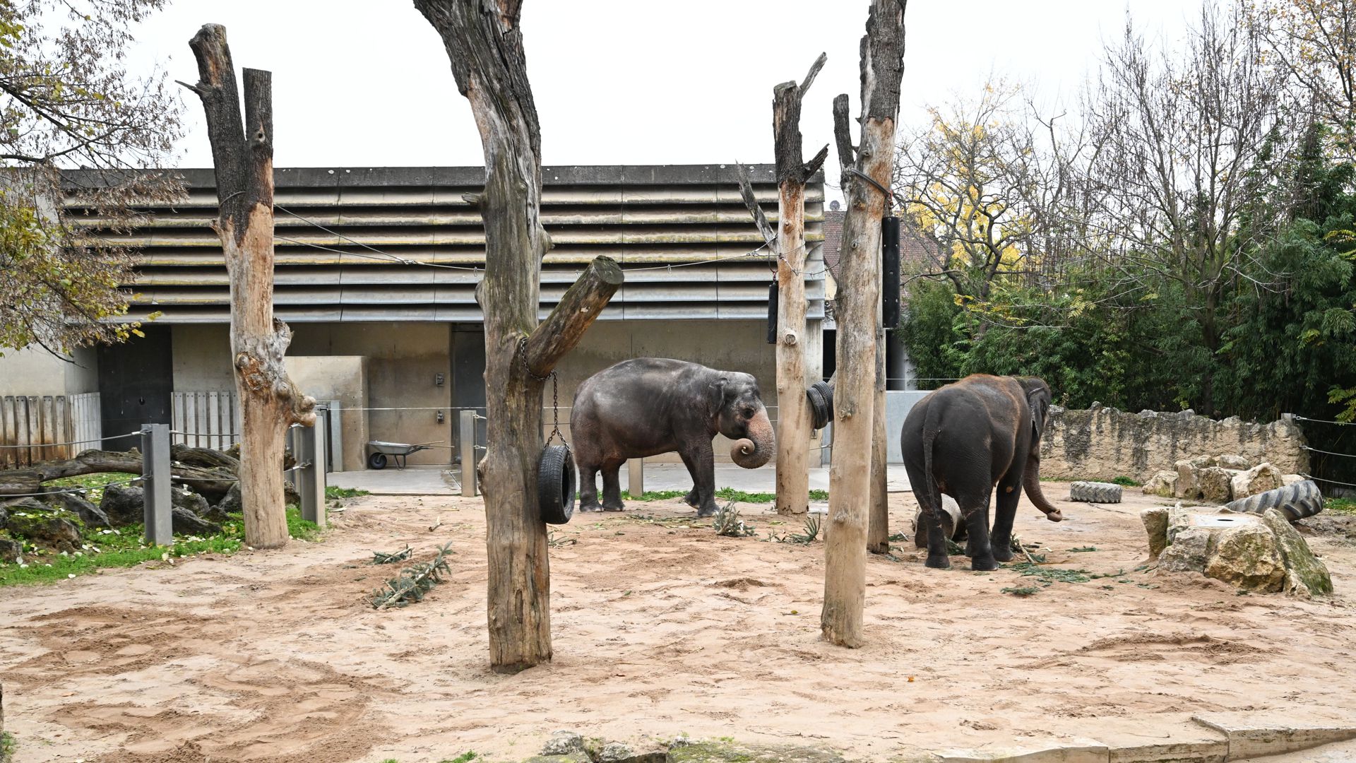 Elefanten stehen in der Wilhelma Stuttgart in ihrem Freigehege vor dem Elefantenhaus. 