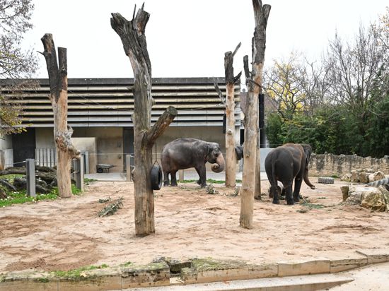 Elefanten stehen in der Wilhelma Stuttgart in ihrem Freigehege vor dem Elefantenhaus. Baden-Württemberg muss die großen Pläne für den Bau des Elefantenhauses in der Stuttgarter Wilhelma unter dem Druck der Energiekrise erneut verschieben. +++ dpa-Bildfunk +++