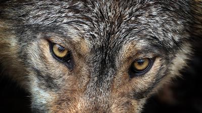 Ein Wolf steht in einem Wildpark in seinem Gehege. +++ dpa-Bildfunk +++
