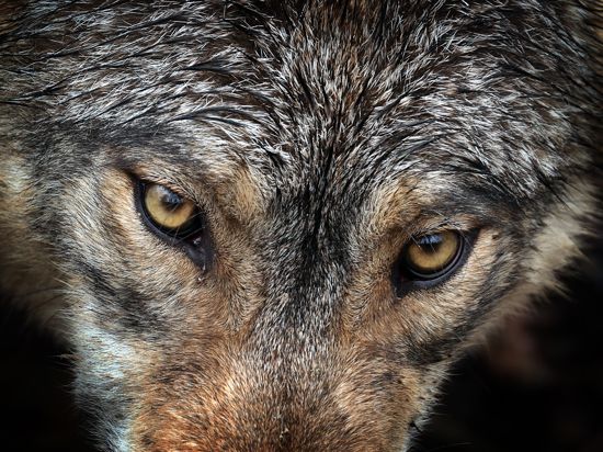 Ein Wolf steht in einem Wildpark in seinem Gehege. +++ dpa-Bildfunk +++
