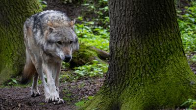Ein Europäischer Grauwolf in einem Gehege vom Wolfcenter Dörverden.