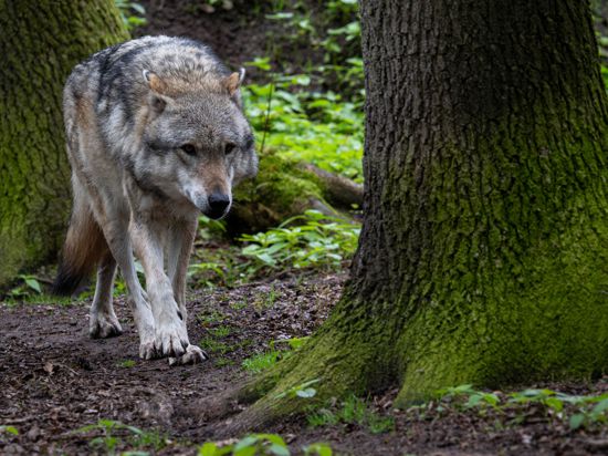 Ein Europäischer Grauwolf in einem Gehege vom Wolfcenter Dörverden.