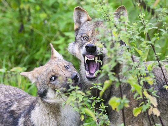 Ein junger Wolf (l) steht mit einem Elternteil, das die Zähne fletscht, im Gehege im Wisentgehege Springe. Die eurasischen Wölfe in dem Tierpark haben im Mai Nachwuchs bekommen. Die scheuen Jungtiere bekommen Besucher aber nur selten zu sehen. Währenddessen geht die Diskussion um freilebende Wölfe in Niedersachsen weiter - insbesondere um ein Wolfsmanagement, um beispielsweise auch auffällige Wölfe entnehmen zu können. +++ dpa-Bildfunk +++