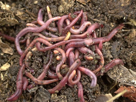 Fleißige Helfer im Boden: Regenwürmer leisten einen wichtigen Beitrag zur Verbesserung der Bodenqualität.