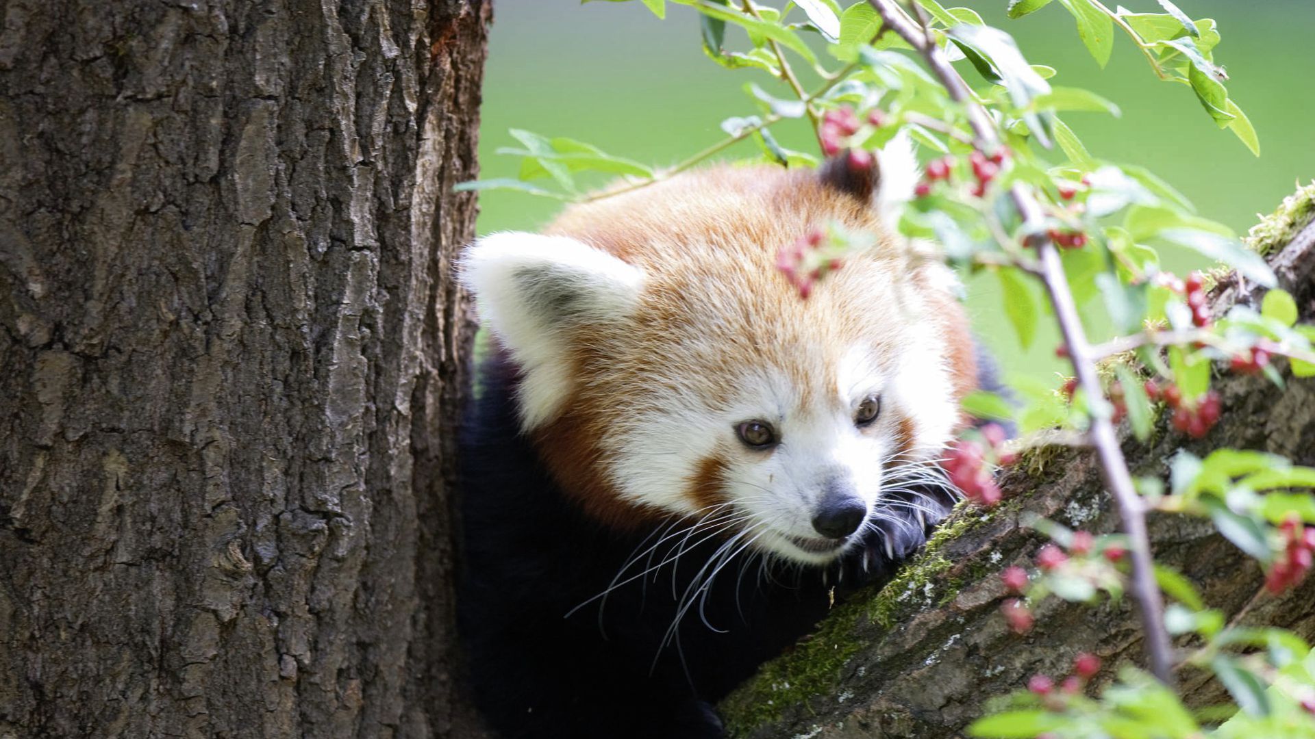 Roter Panda im Heidelberger Zoo geboren