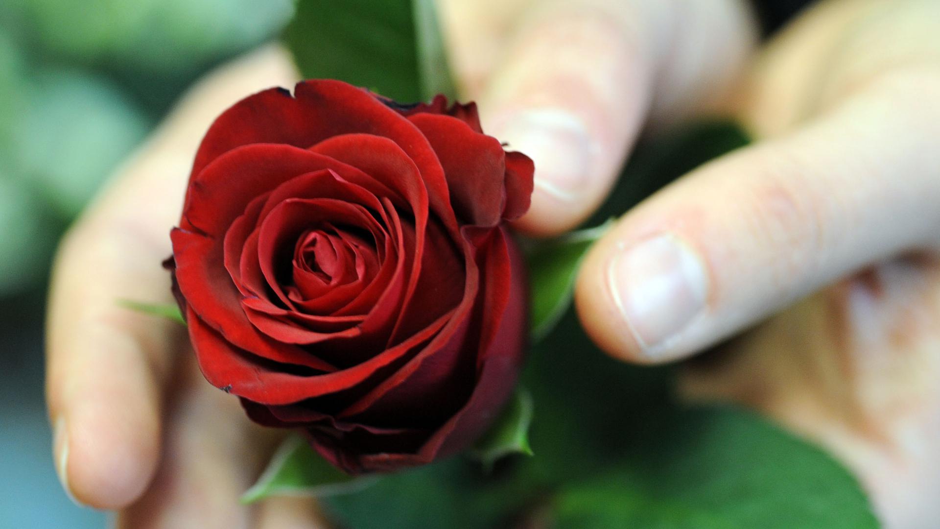 Eine Rose als Dankeschön: Politiker und Unternehmen verschenken immer wieder Rosen zum Weltfrauentag – das kommt mal besser, mal schlechter an.