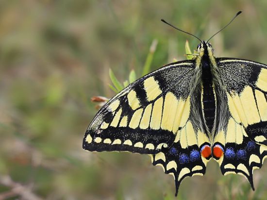 Bestand hat sich leicht erholt: Der Schwalbenschwanz, Schmetterling des Jahres 2006, zählt zu den schönsten europäischen Tagfaltern. Sein flatternder und segelnder Flug ist besonders eindrucksvoll.