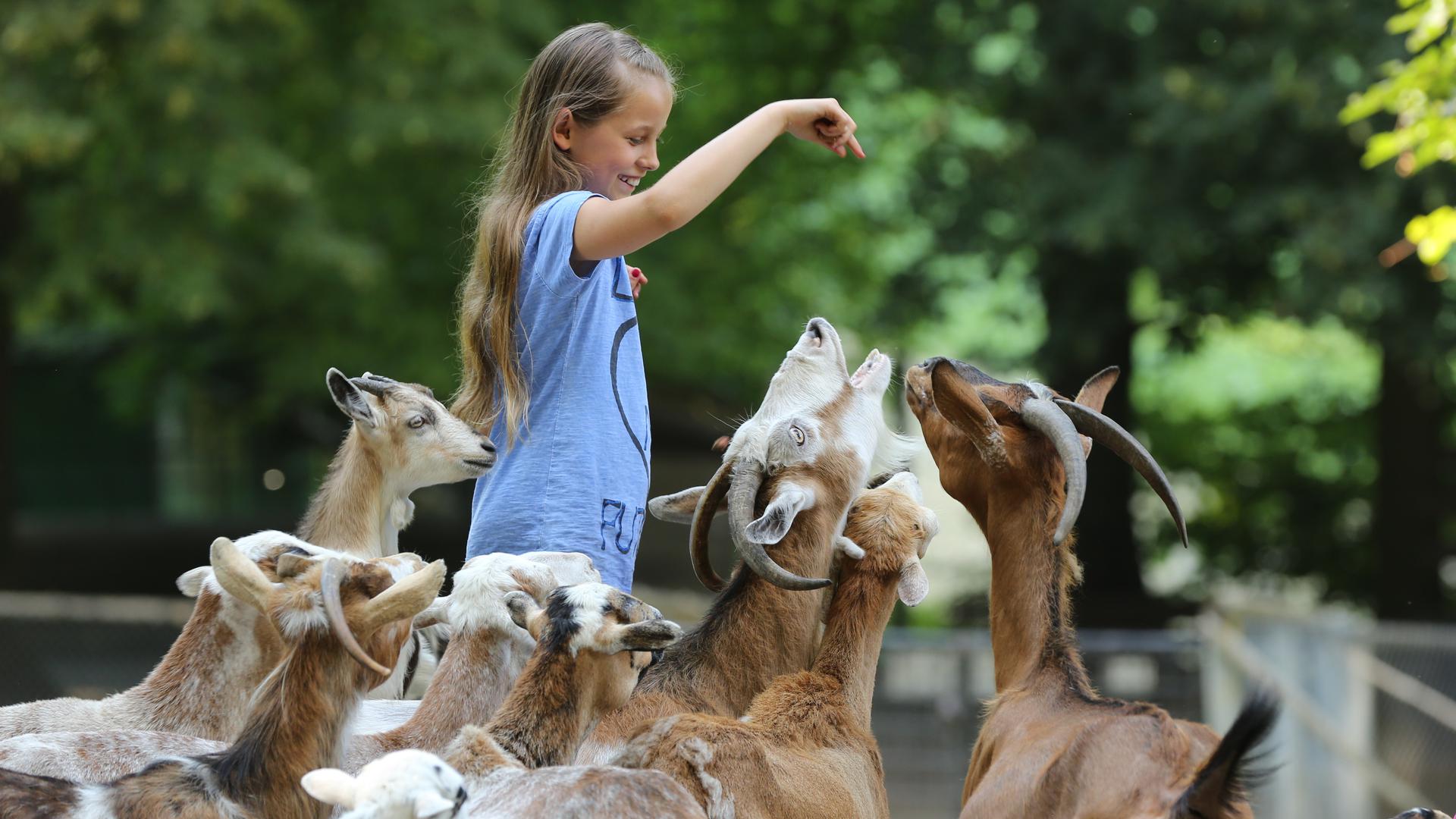 Ein Mädchen füttert eine Ziege im Tierpark Bretten