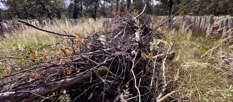 Trockenes Material: Alte Kronen und Zweige am Boden können die Ausbreitung eines Waldbrandes enorm beschleunigen. 