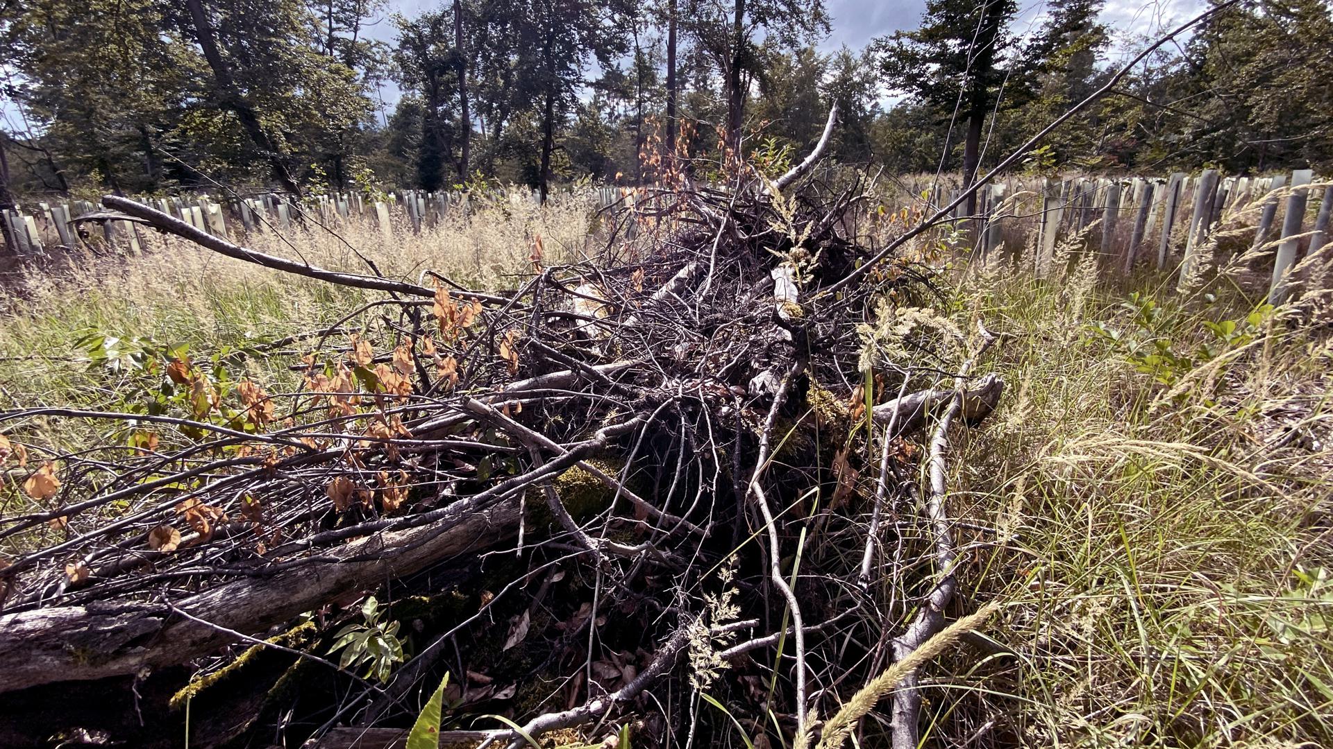 Trockenes Material: Alte Kronen und Zweige am Boden können die Ausbreitung eines Waldbrandes enorm beschleunigen. 