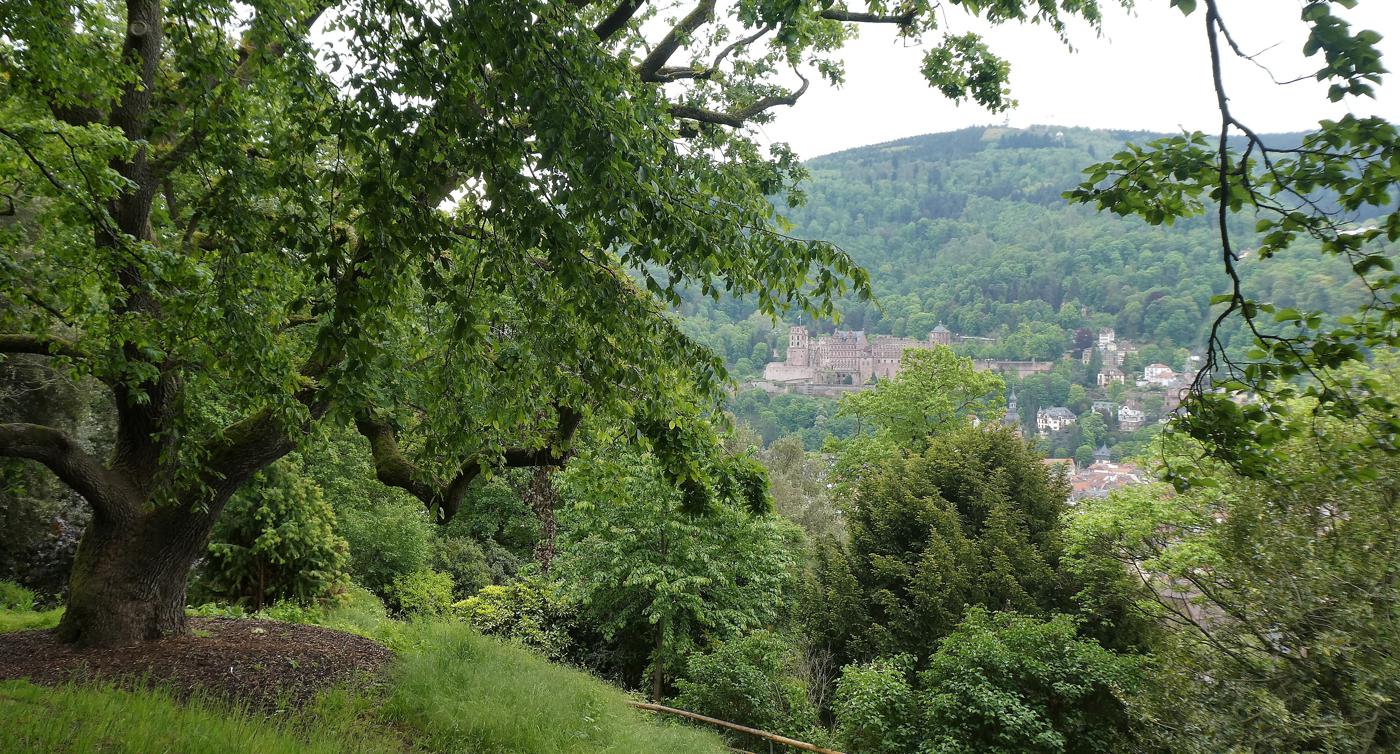 Ein schöner Ausblick aufs Heidelberger Schloss bietet sich Wanderern beim Abstieg vom Heiligenberg. 