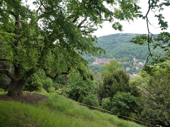 Ein schöner Ausblick aufs Heidelberger Schloss bietet sich Wanderern beim Abstieg vom Heiligenberg. 