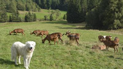 Herdenschutzhund Bufo mit Ziegen