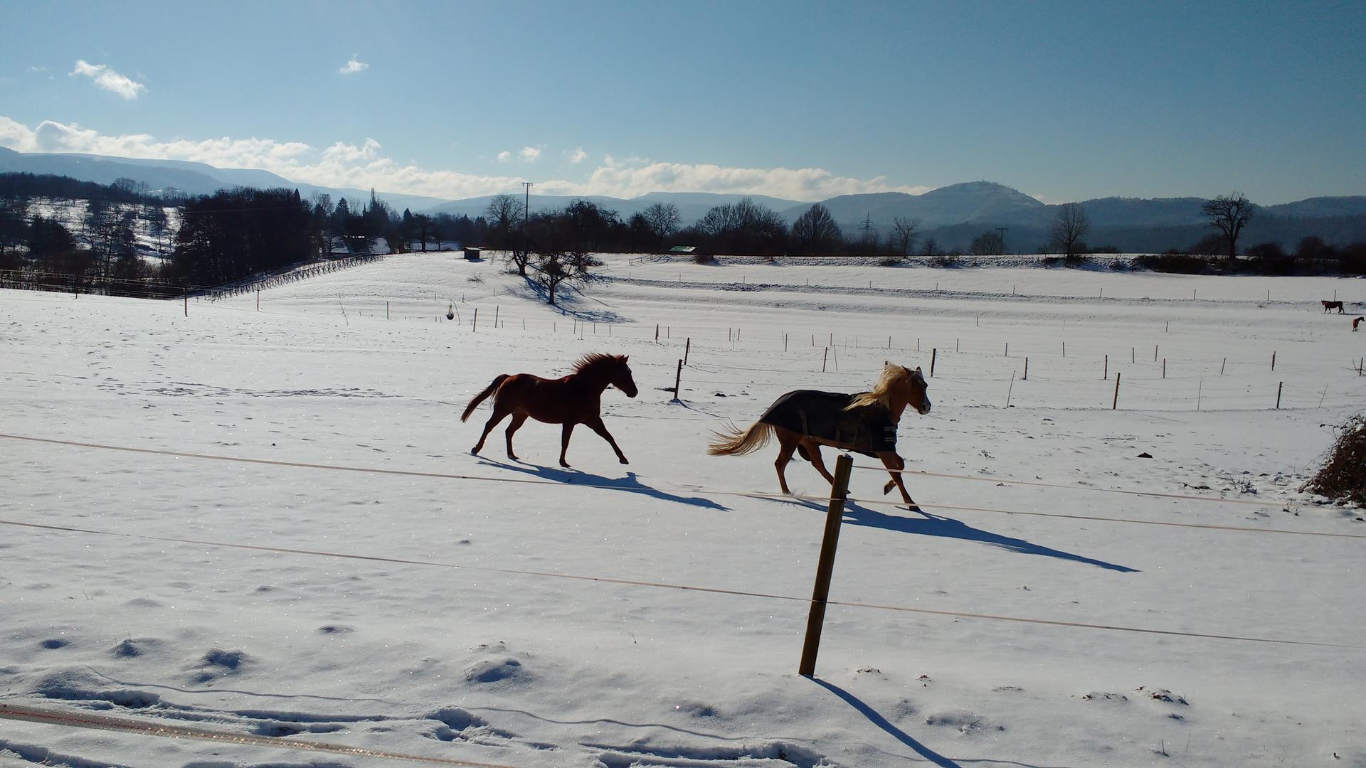 Pferde galoppieren über die schneebedeckte Koppel von Irene Hohaus. 