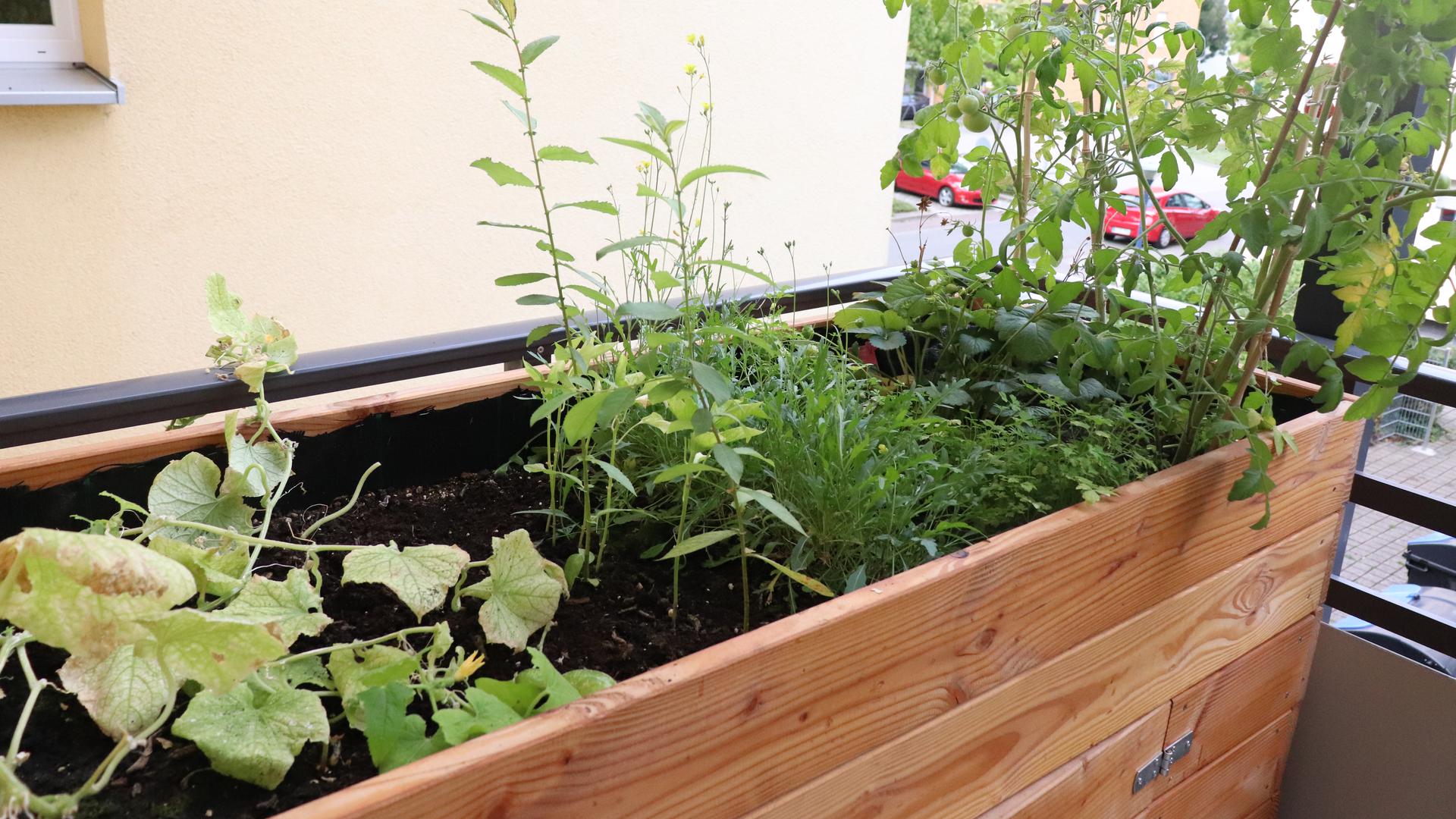 Ansicht eines Hochbeets, das auf einem Balkon steht. Darin sind verschiedene Gemüsesorten gepflanzt.