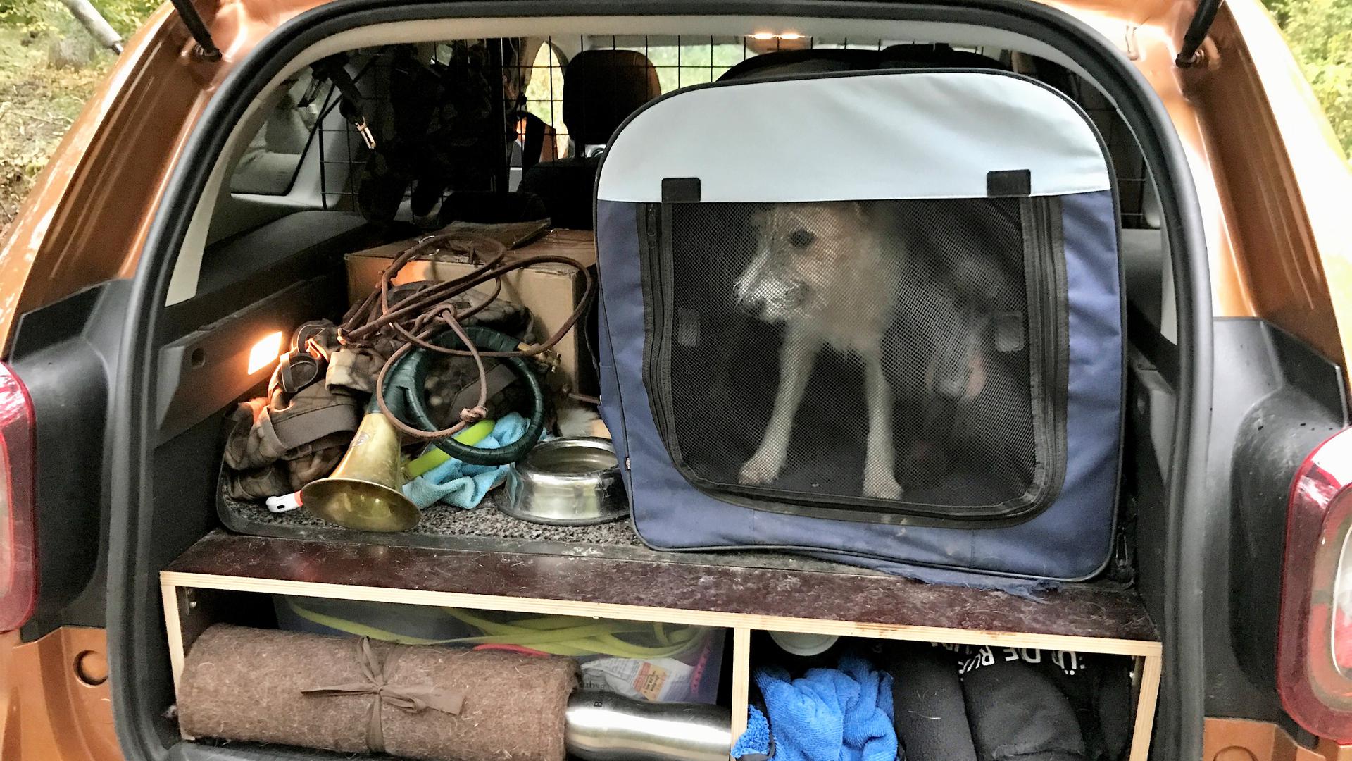 Blick in einen geöffneten Kofferraum mit Jagdhorn, Decken, zwei Hunden und anderen Utensilien. 