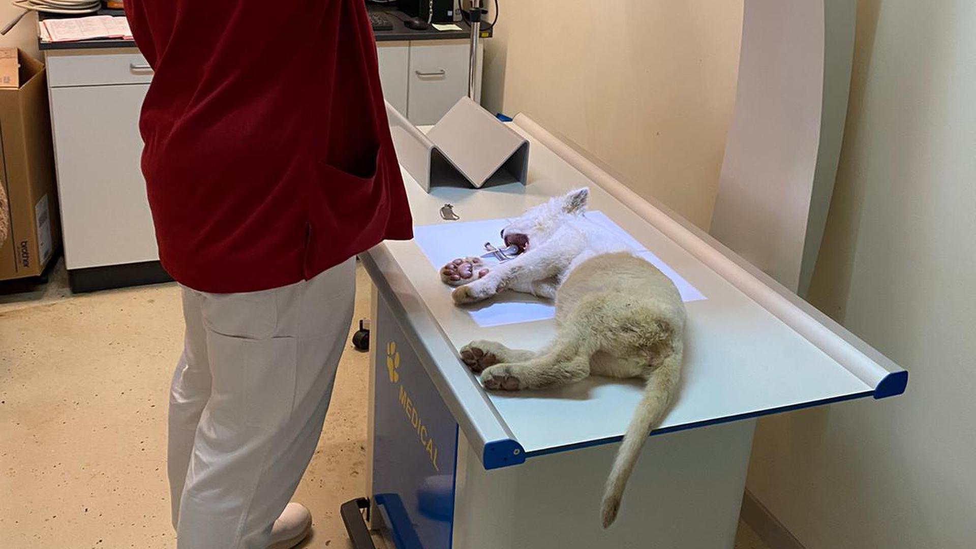 Ein Löwen-Baby wird von einem Tierarzt untersucht.