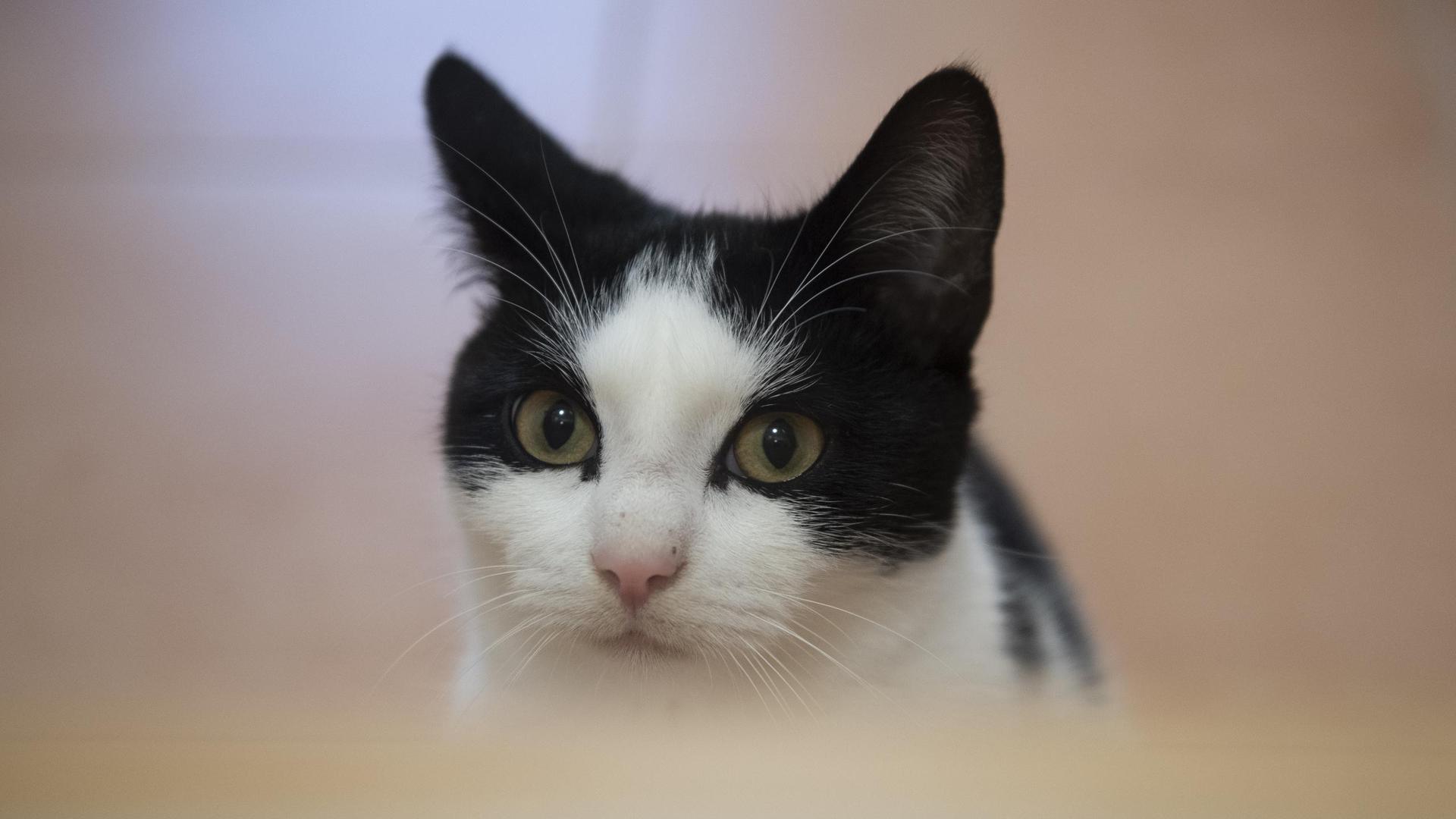 Schwarz-weiße Katze blickt in die Kamera: Auf Friedhöfen, in Industriebrachen oder Kleingärten in Mannheim kämpfen rund 6.000 verwilderte Tiere ums Überleben.