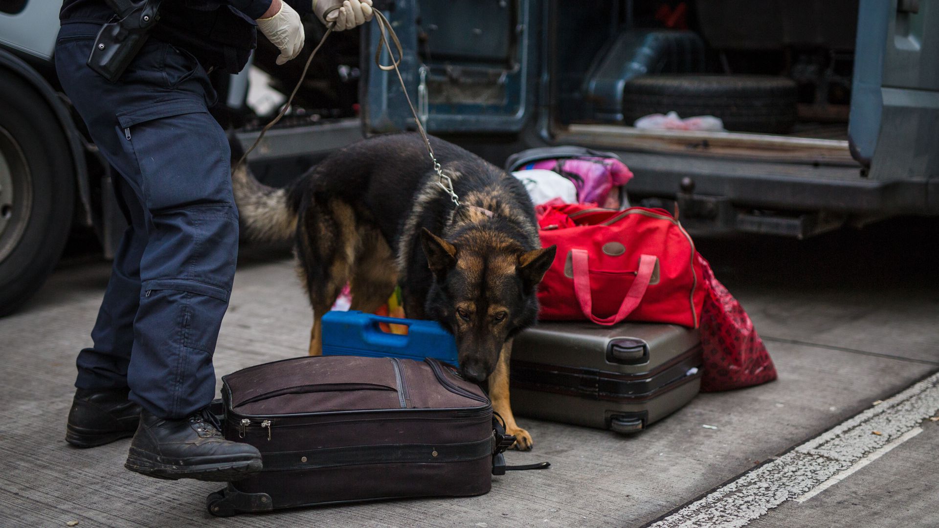 Ein Rauschgiftspürhund der Polizei schnüffelt am Gepäck aus einem Kleintransporter. Diensthundeführer erhalten jetzt vom Land einen Inflationsausgleich.