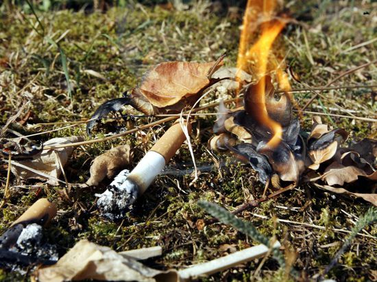 Eine Zigarrettenkippe entfacht am Dienstag auf einem Waldboden ein Feuer. 