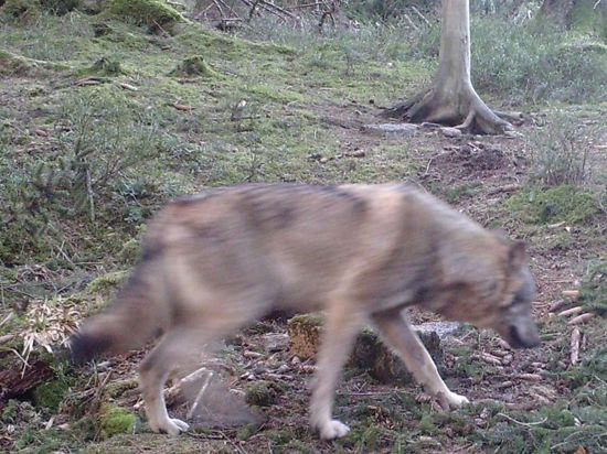 Ein Wolf ist im Jagdrevier Altschweierer Wald zwischen Hundseck und Untersmatt unterwegs (Aufnahme einer Fotofalle). (zu dpa "Vier tote Schafe - war es ein Wolf?") +++ dpa-Bildfunk +++