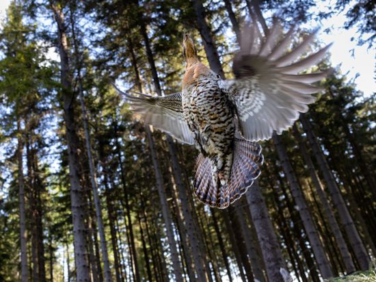 Ein Auerhuhn fliegt in den Wald am Langen Berg im Thüringer Wald. In Baden-Württemberg muss die Art jetzt zugunsten der Windkraft nicht mehr überall geschützt werden.