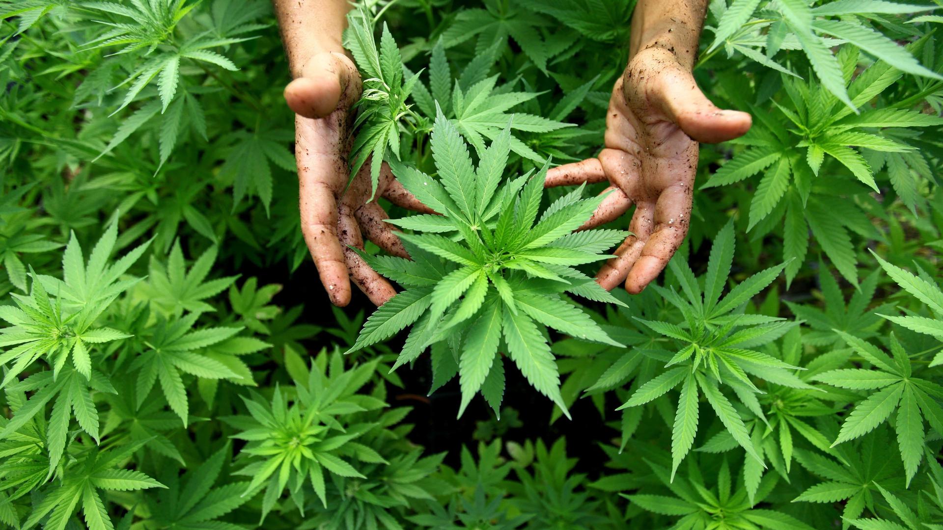 ARCHIV - 31.08.2010, Israel, Safed: Cannabis Pflanzen, aus denen auch Marihuana hergestellt wird, sind in einer Plantage zu sehen. (zu dpa: «Suchthilfe zum Internationalen Tag gegen Drogenmissbrauch") Foto: picture alliance / dpa +++ dpa-Bildfunk +++ | Verwendung weltweit