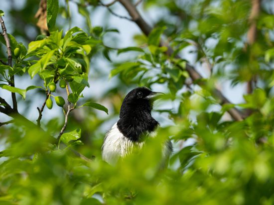  An Eurasian Magpie Pica pica sitting in a tree Floridsdorf Österreich 