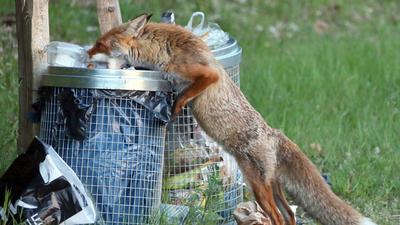 Ein Fuchs sucht Nahrung in einer Abfalltonne.