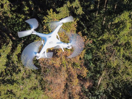 Eine Drohne fliegt über einem Waldgebiet, in dem eine vom Borkenkäfer befallene Fichte steht.