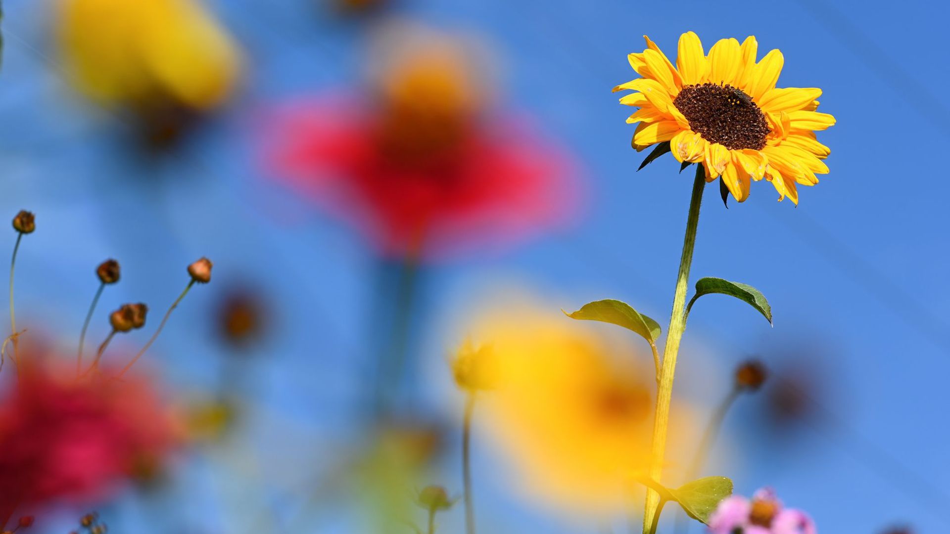 Eine Sonnenblume steht auf einer Blumenwiese zwischen mehreren anderen blühenden Blumen.