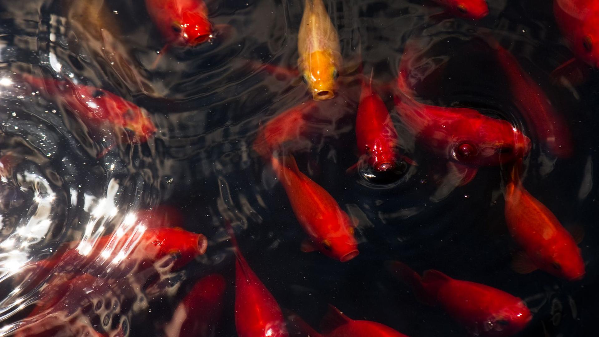 Goldfische schwimmen in einem Teich.
