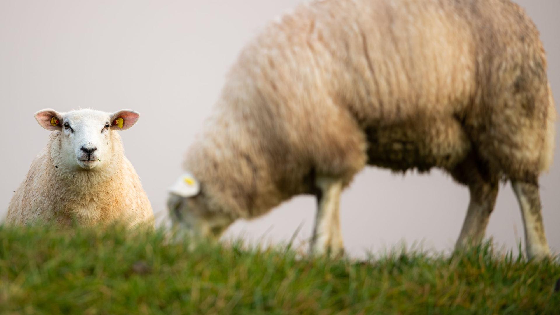 Ein Schaf grast auf einer Weide.