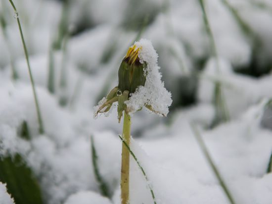 Ein mit Schnee bedeckter Löwenzahn steht auf einer schneebedeckten Weide bei Degenfeld (Baden-Württemberg).