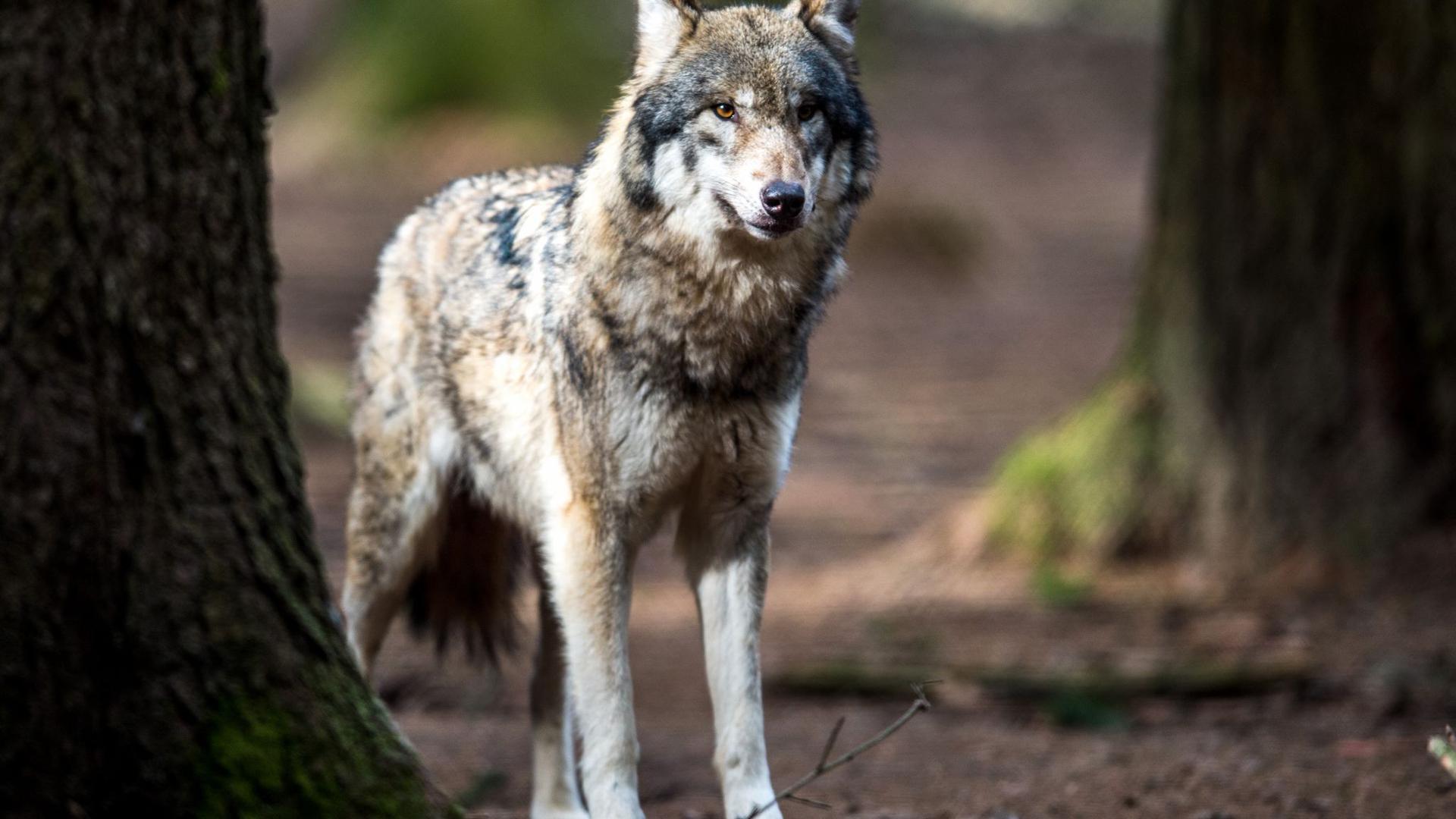 Ein Wolf (Canis lupus) steht in einem Wildpark in seinem Gehege.