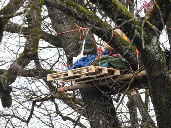 Umweltaktivisten besetzen in der Innenstadt einen alten Baum.