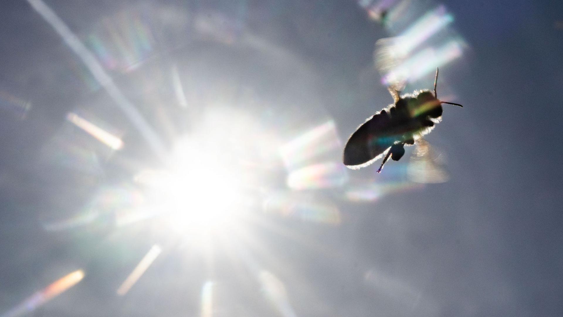Vor der strahlenden Sonne, die ihre Reflexe auf dem Objektiv hinterlässt, fliegt am blauen Himmel eine Biene zurück zu ihrer Behausung.