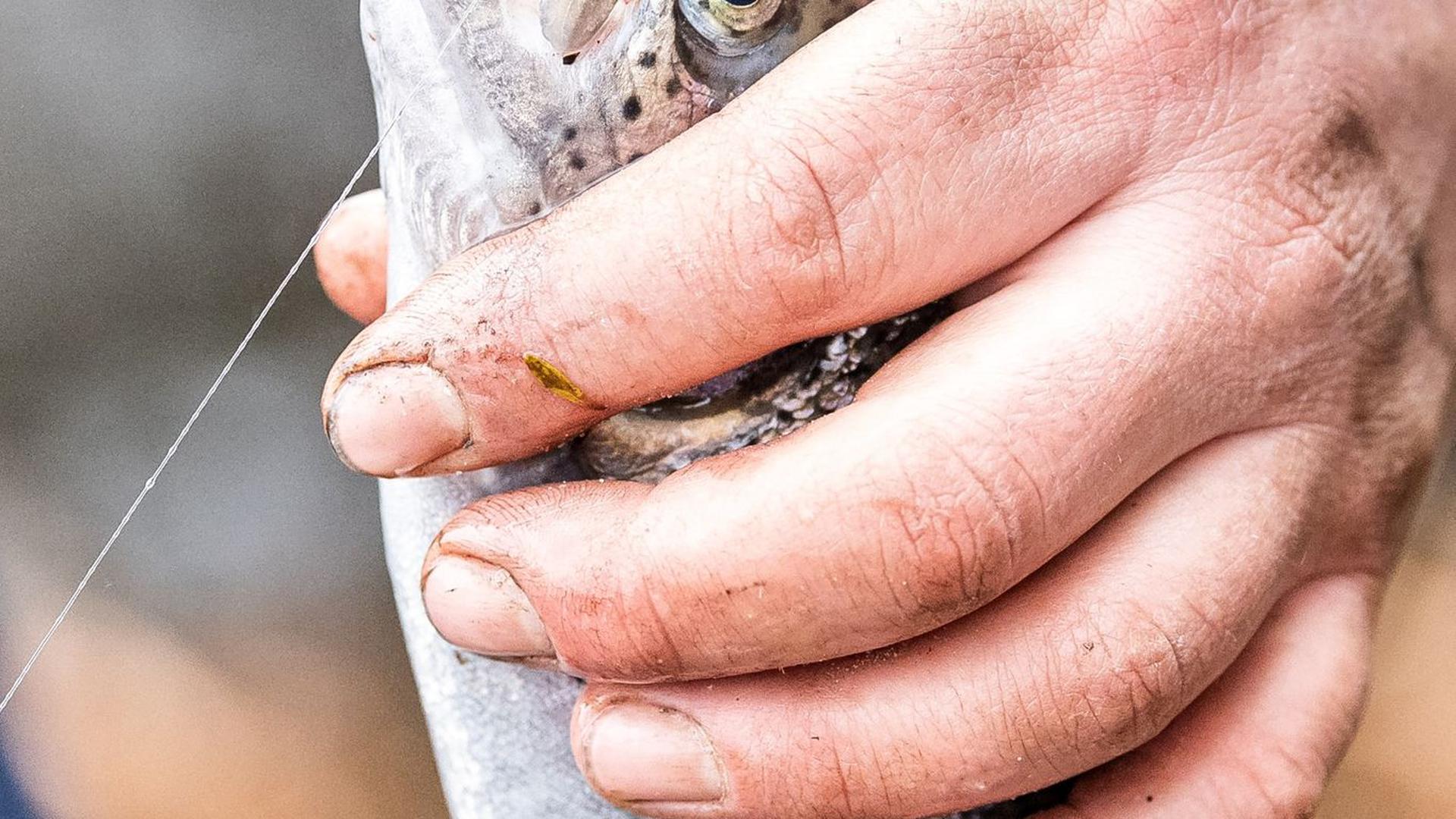 Ein Angler zeigt seine gerade geangelte Forelle.