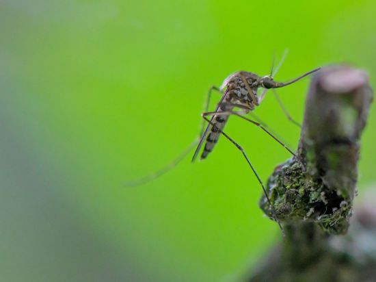 Eine Mücken hängt an einem Ast.