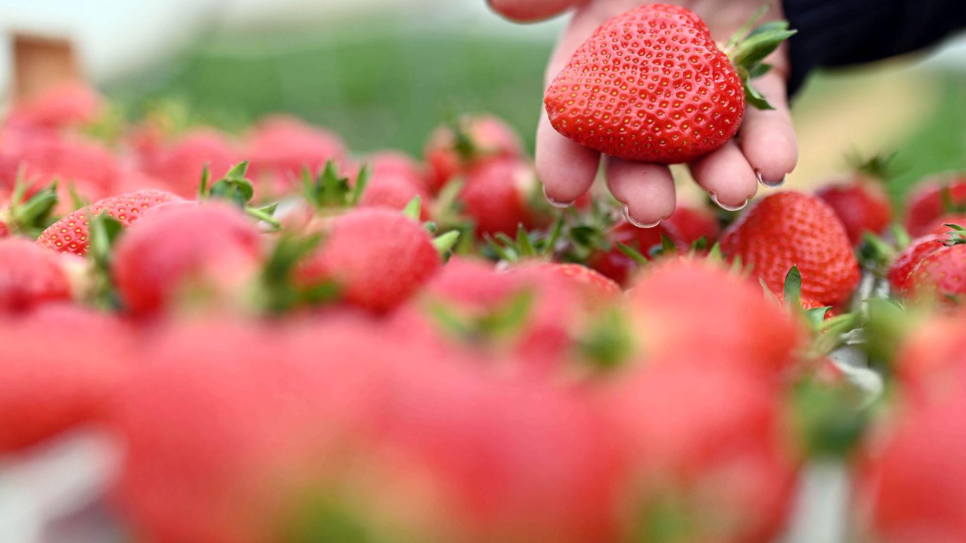 Auf einem Erdbeerhof werden frisch geerntete Erdbeeren gezeigt.