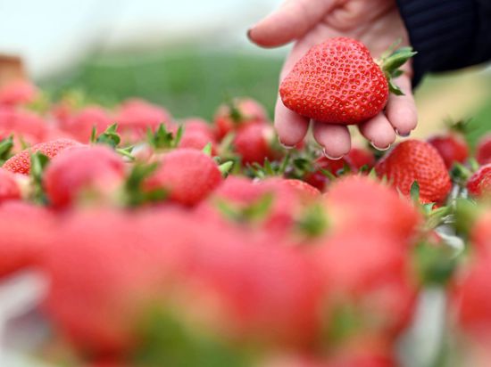 Auf einem Erdbeerhof werden frisch geerntete Erdbeeren gezeigt.