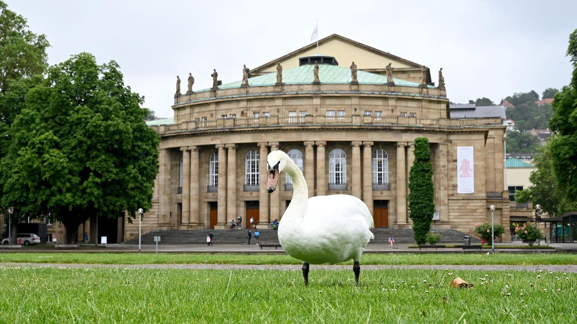 Ein Schwan steht vor dem Opernhaus in Stuttgart.